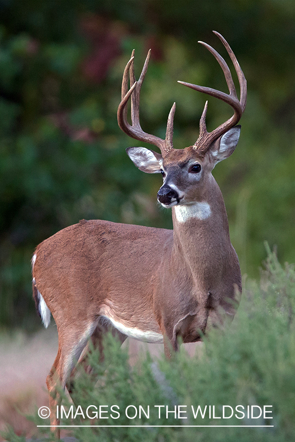 White-tailed buck in field.