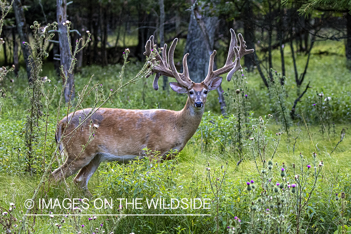 White-tailed buck in Velvet.