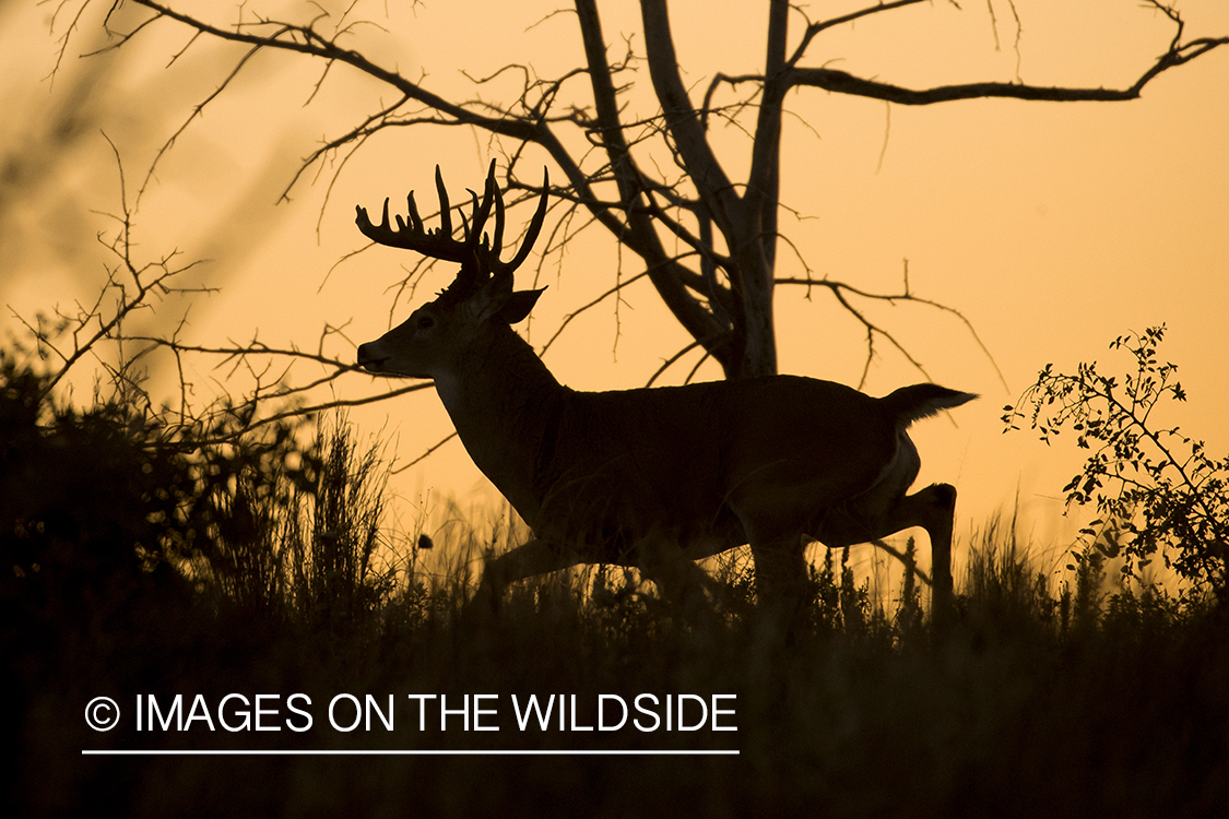 White-tailed buck in field.