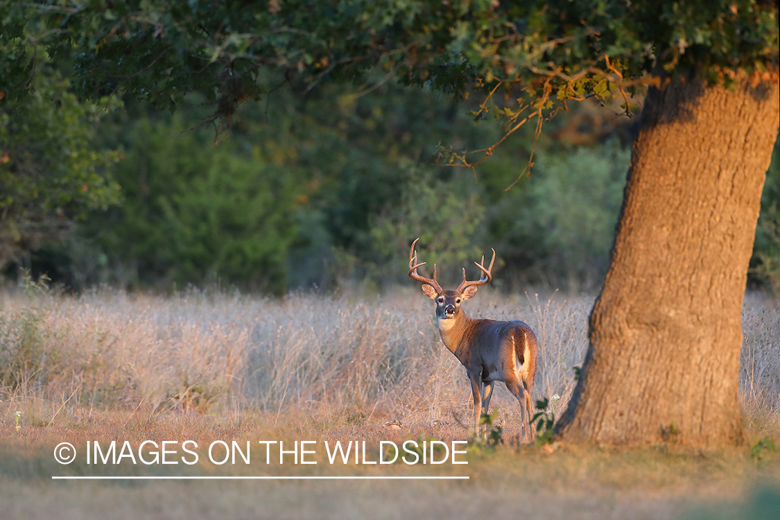 White-tailed buck in field.