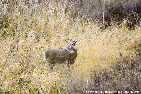 White-tailed deer in habitat