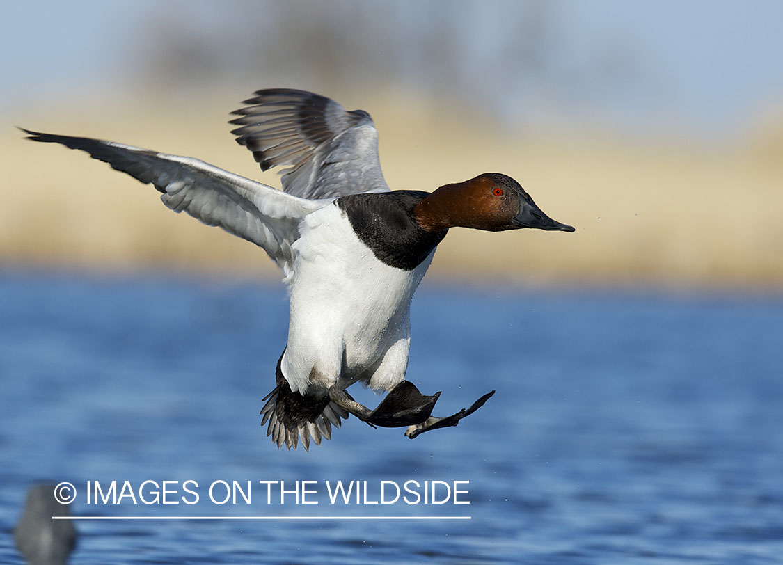 Canvasback duck landing in decoys.