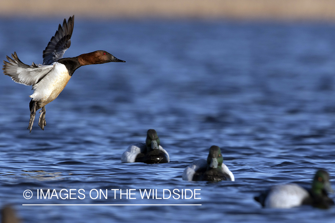 Canvasback drake in flight.