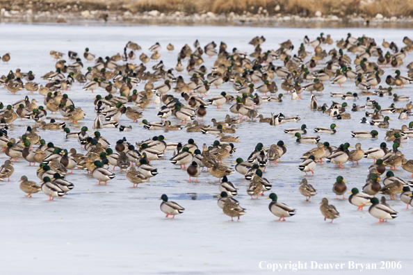 Flock of mallards in flight.