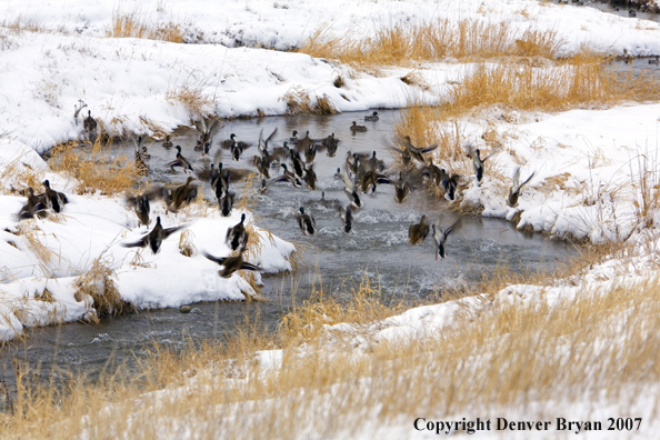 Flock of Mallard Ducks