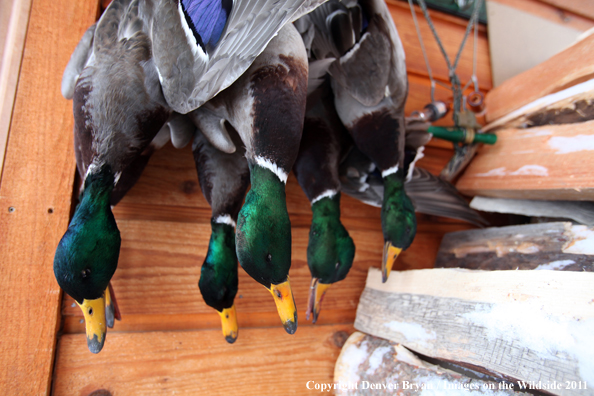 Bagged mallards hanging on outside wall. 