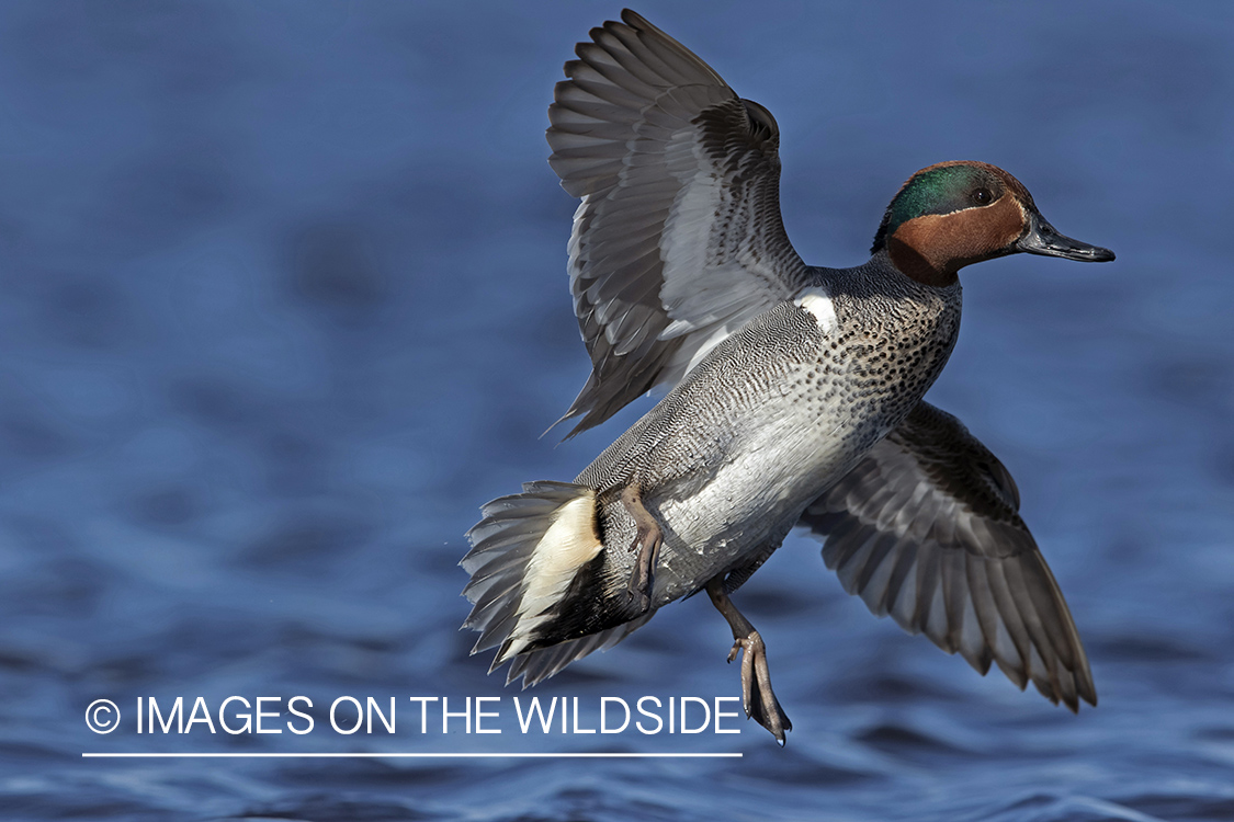 Green-winged Teal in flight.