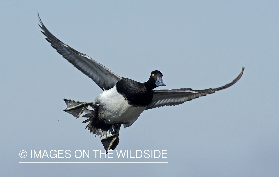 Lesser Scaup in flight.