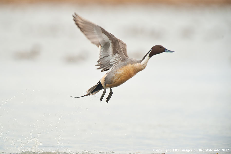 Pintail Duck in wetland.