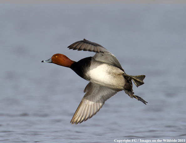 Redhead in flight.