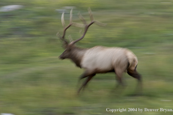 Rocky Mountain bull elk running.