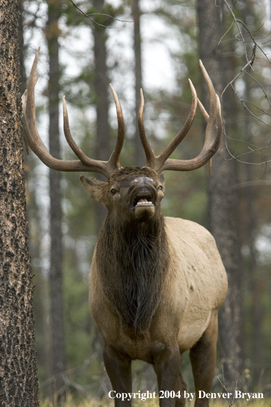 Rocky Mountain bull elk bugling.