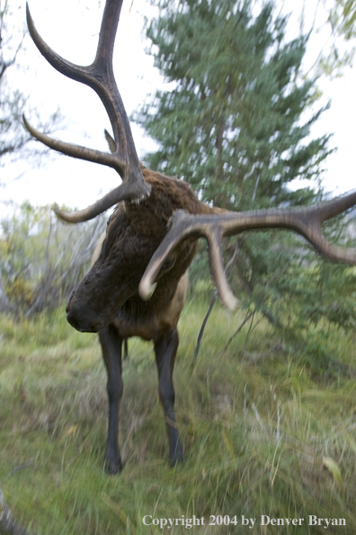 Rocky Mountain bull elk charging aggressively through forest.