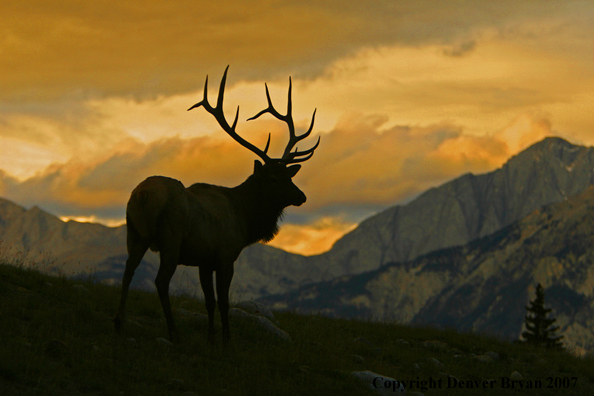 Rocky Mountain Elk silhouette