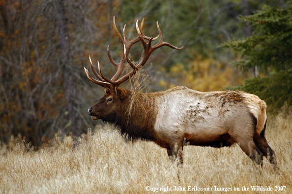 Rocky Mountain Elk 