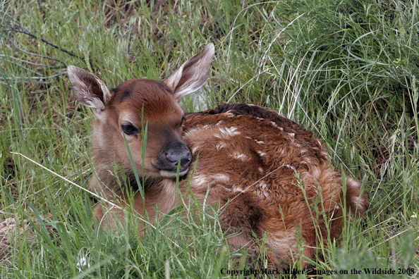 Rocky Mountain Elk in habitat