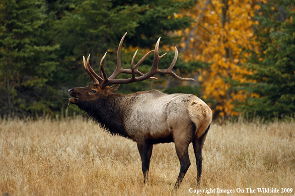 Bull Elk