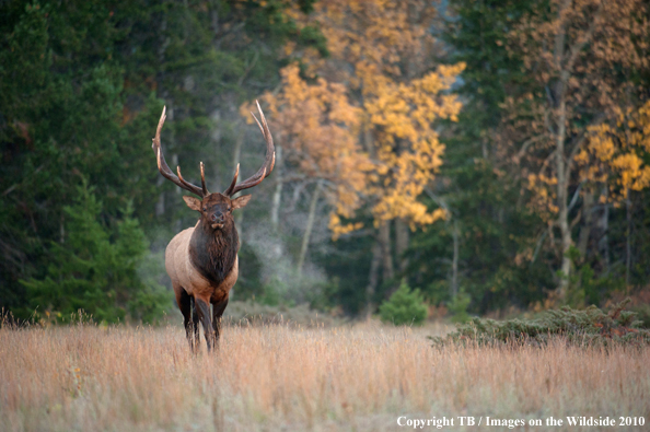 Rocky Mountain Bull Elk