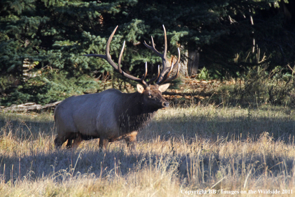 Bull elk in habitat. 