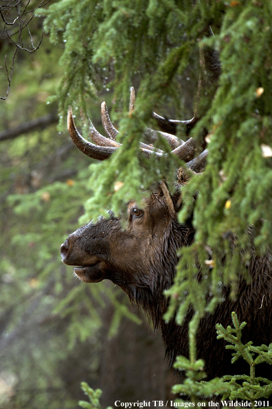 Rocky Mountain bull elk in habitat. 