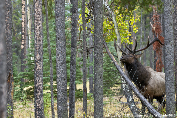 Bull elk rubbing branch. 