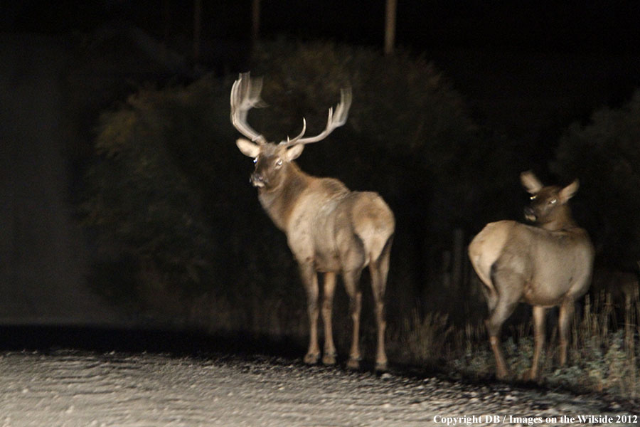 Buck and doe on side of road.