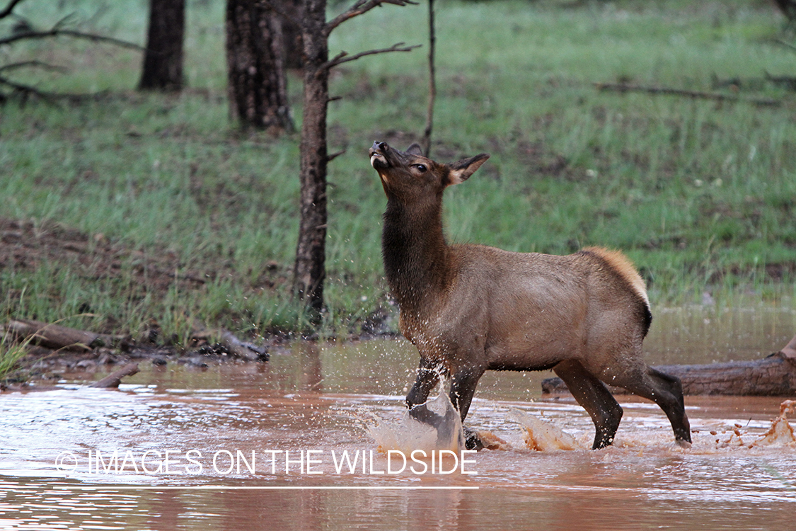 Rocky Mountain Elk calf playing in water. 