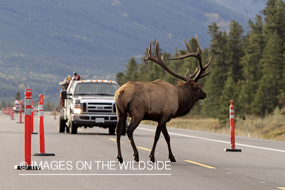 Rocky Mountain Bull Elk crossing highway.