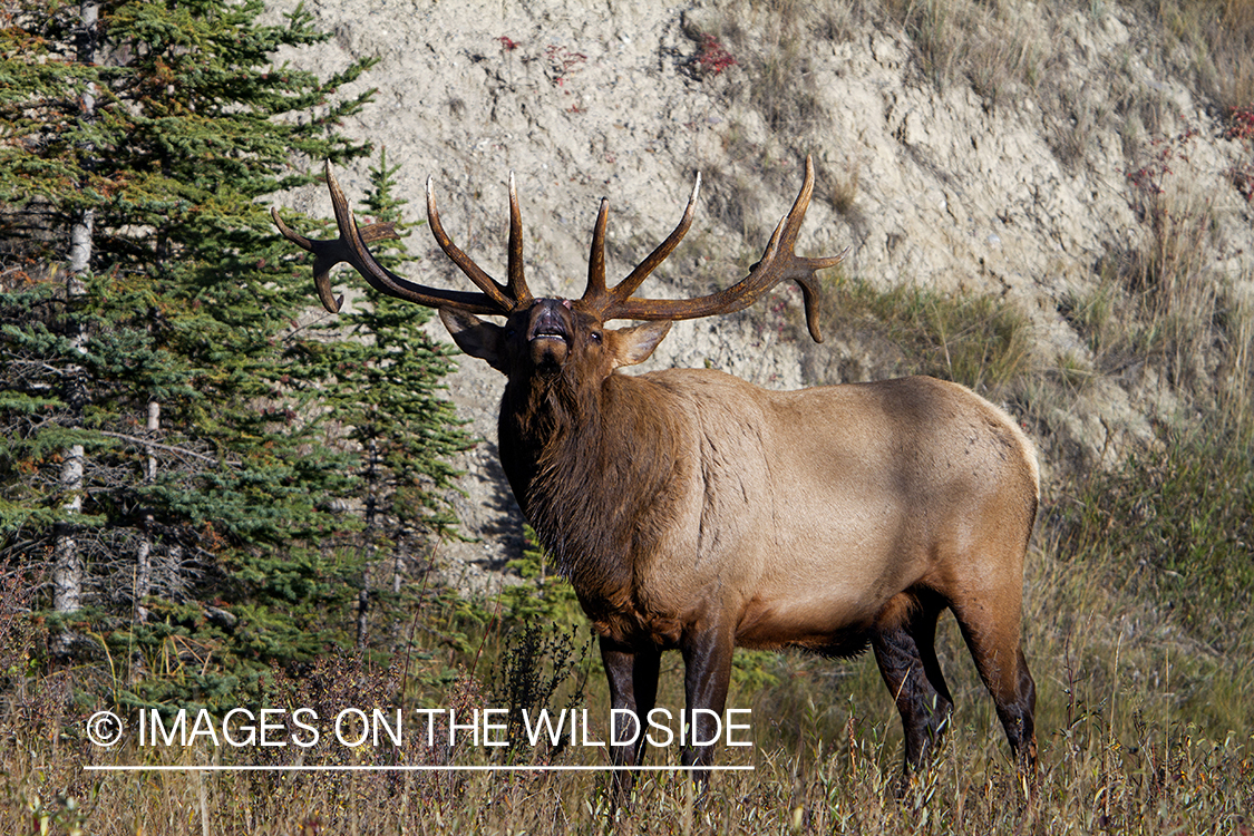 Rocky Mountain Bull Elk bugling in habitat.