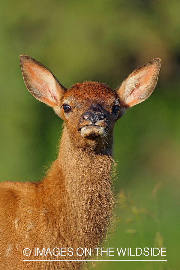 Rocky Mountain elk calf