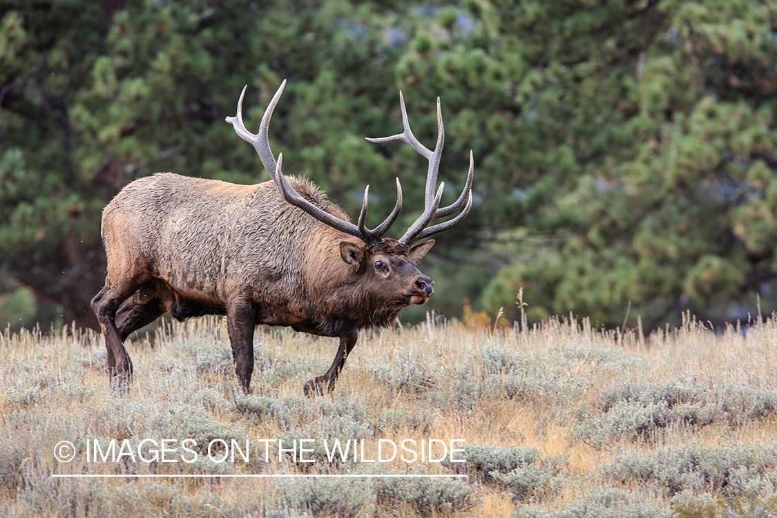 Bull elk in field.