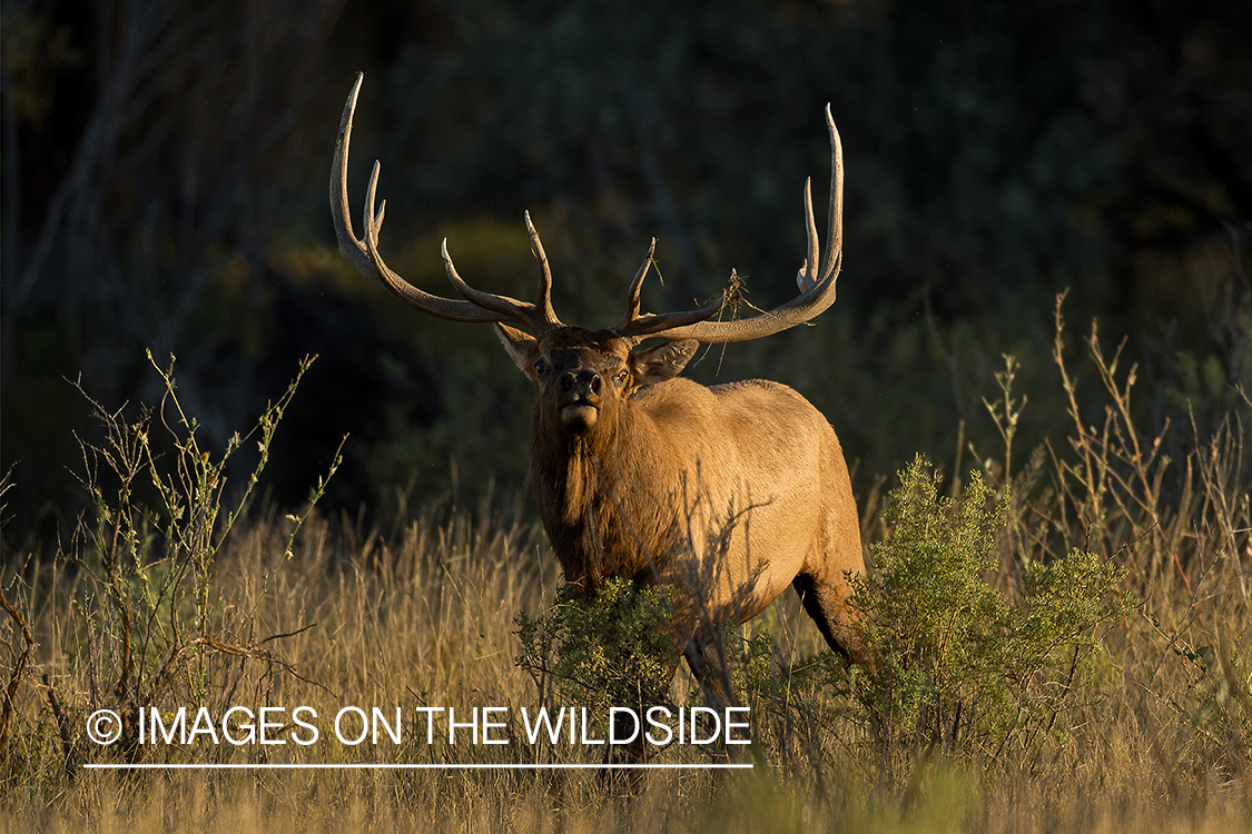 Bull elk in field.