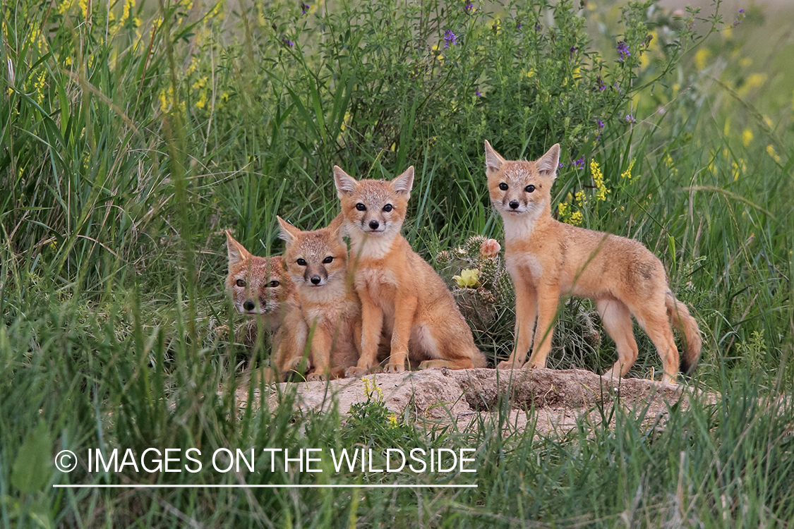 Red fox pups in grass.