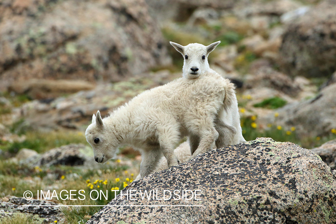 Rocky Mountain kids in habitat.