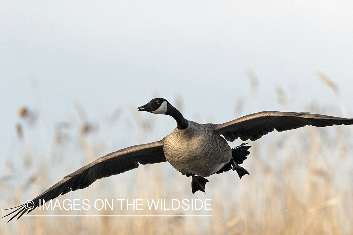 Canada goose in flight.