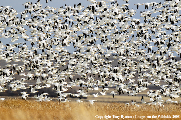 Snow Geese in habitat