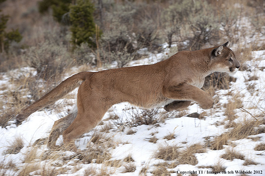 Mountain Lion running.