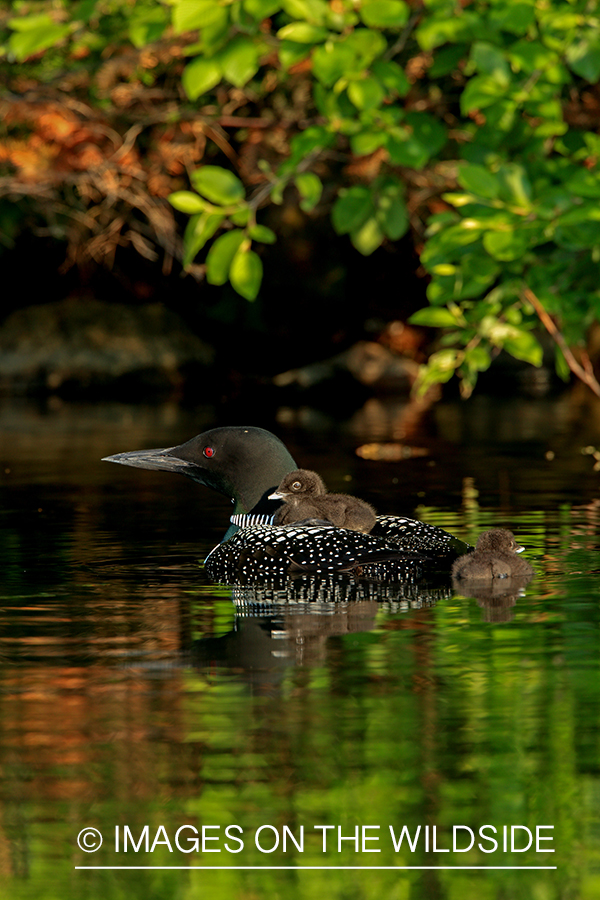 Common Loon with chicks on back.