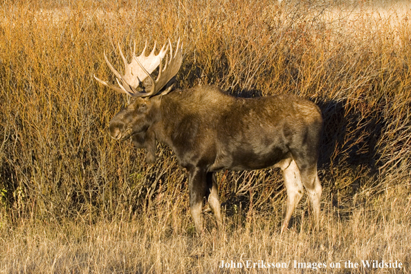 Shiras bull moose in habitat.