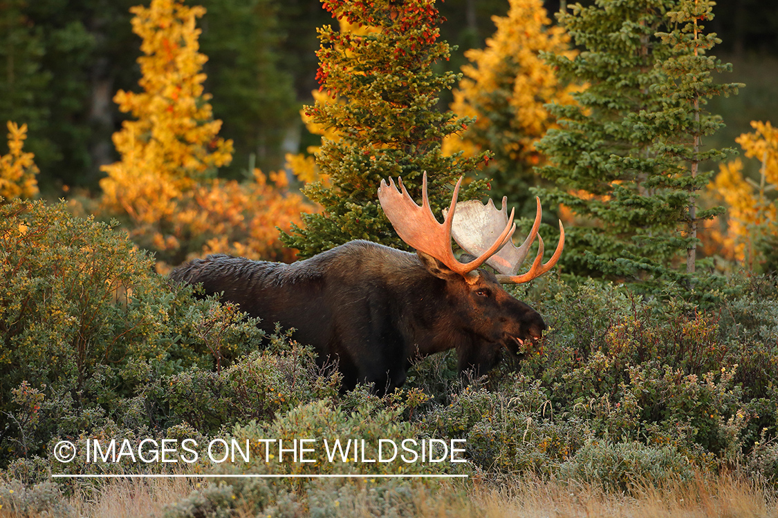 Shiras bull moose in habitat.