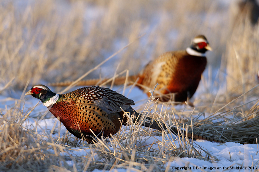 Ring-necked pheasant in habitat