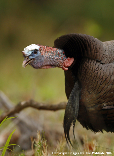 Eastern Wild Turkey