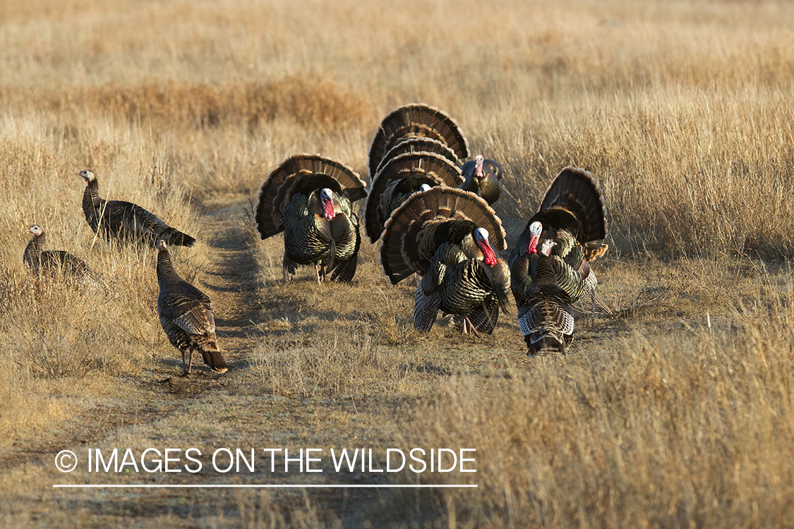 Flock of Rio Grande Turkeys in habitat.