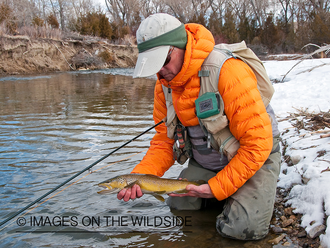 Flyfisherman with brown trout in winter.