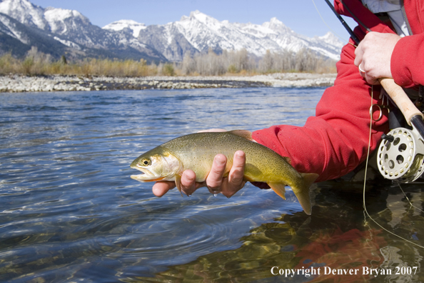 Flyfisherman with Snake River cutthroat trout.