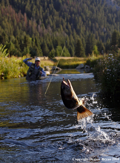 Flyfisherman with nice rainbow trout jumping