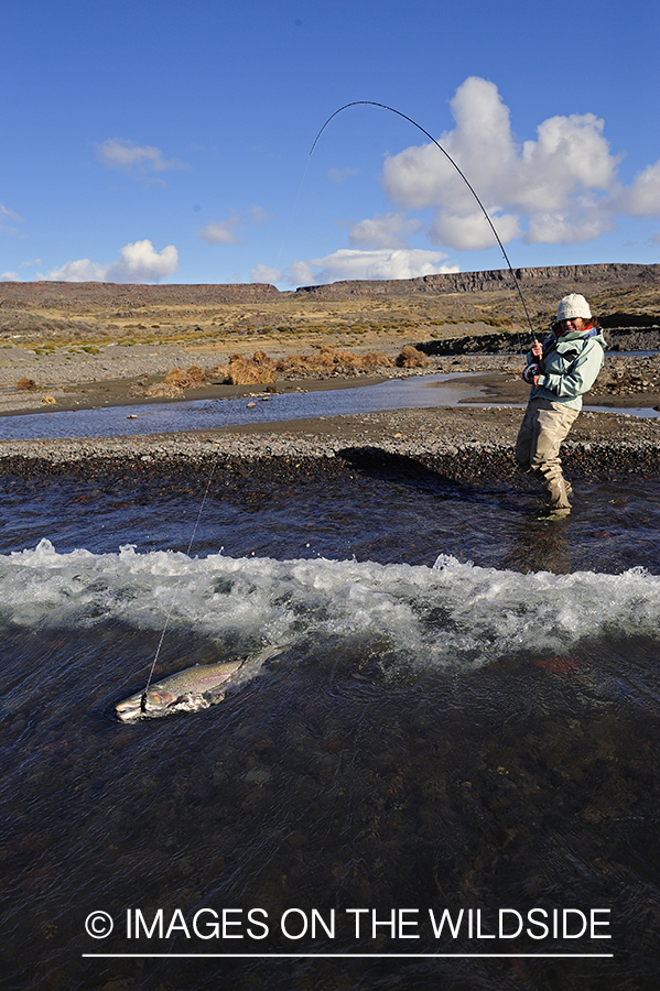 Jurassic Lake flyfisher fighting rainbow trout, Argentina.