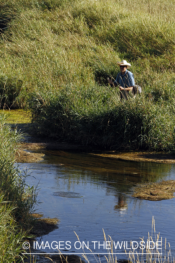 Flyfisherman casting to rising trout on small stream.