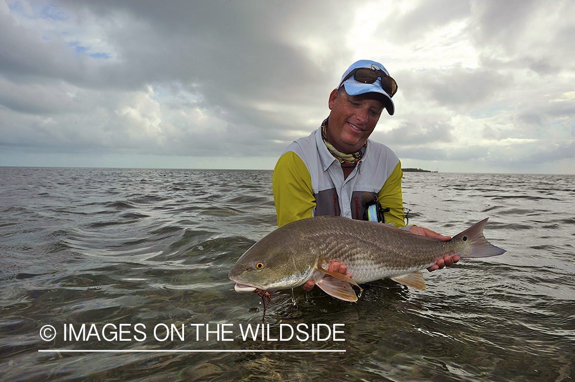 Flyfisherman releasing redfish.