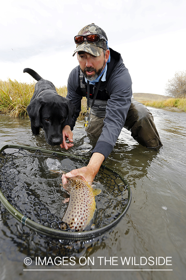 Flyfisherman with black lab releasing brown trout.
